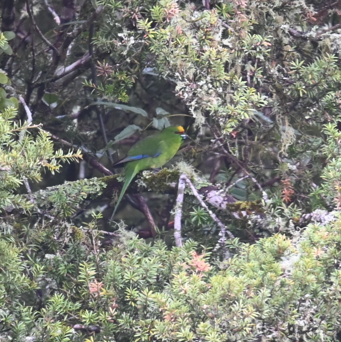 Yellow-crowned Parakeet - ML511782921