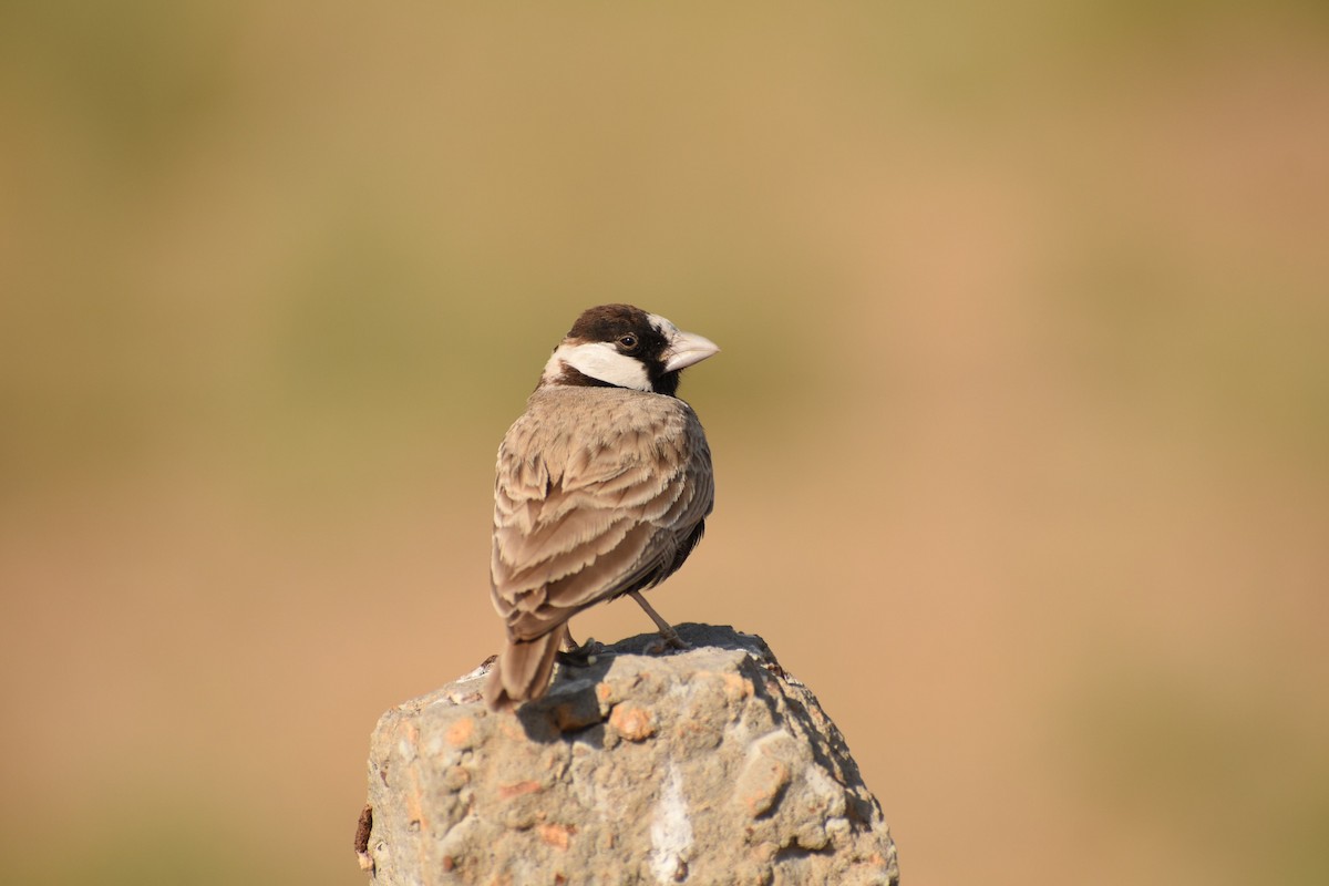 Black-crowned Sparrow-Lark - ML511784031
