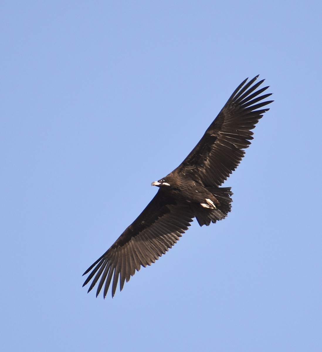 Cinereous Vulture - ML511784121
