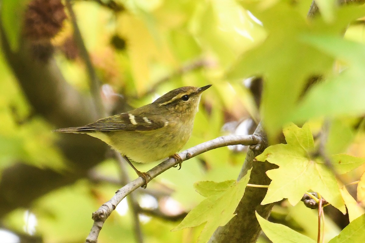 Hume's Warbler - ML511789381