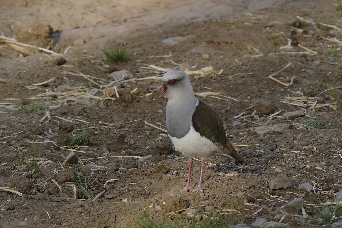 Andean Lapwing - ML511794221