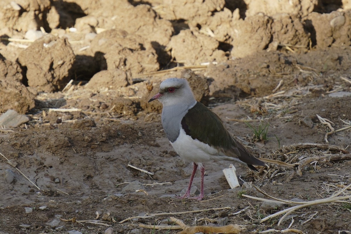 Andean Lapwing - ML511794231