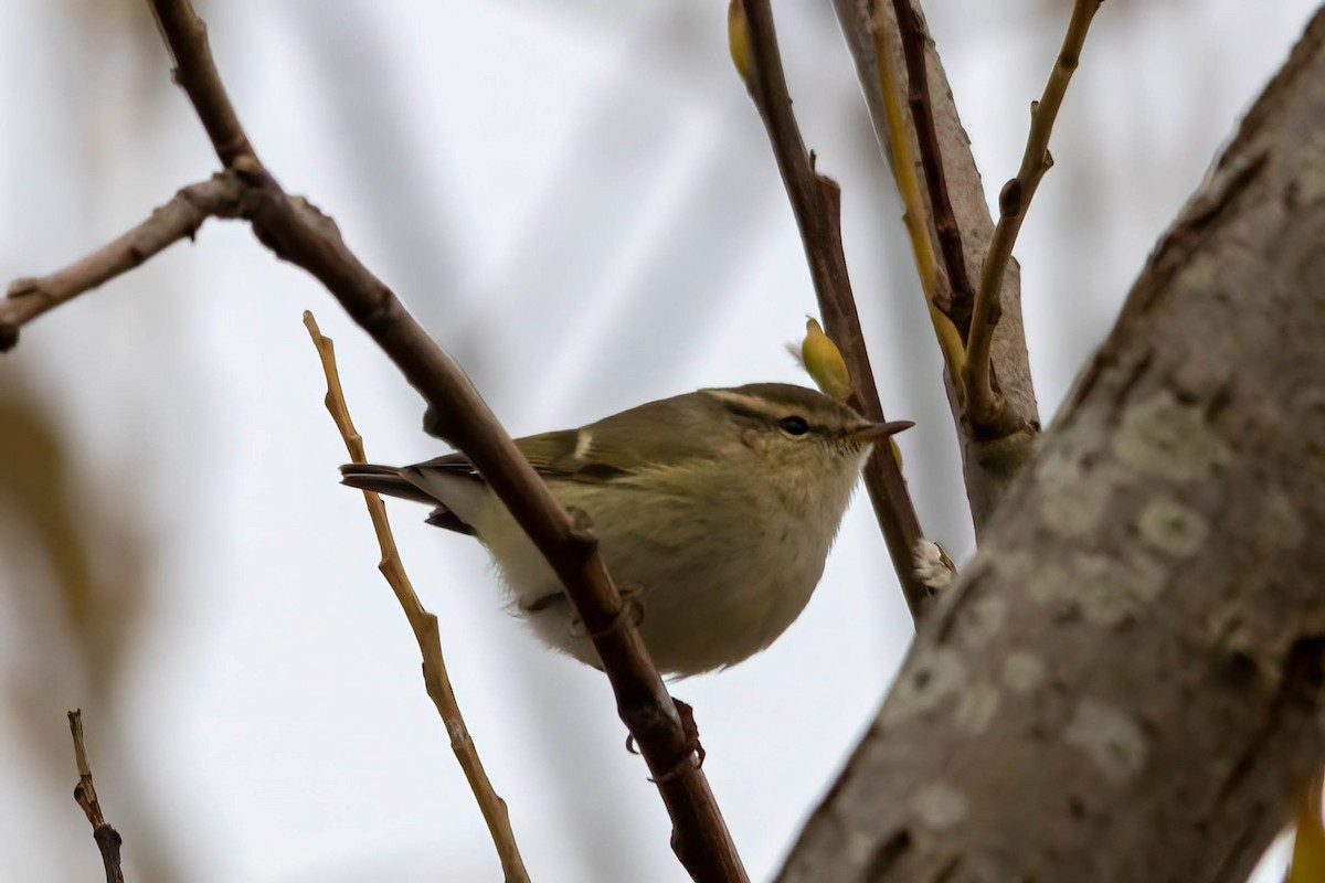 Hume's Warbler - ML511795861