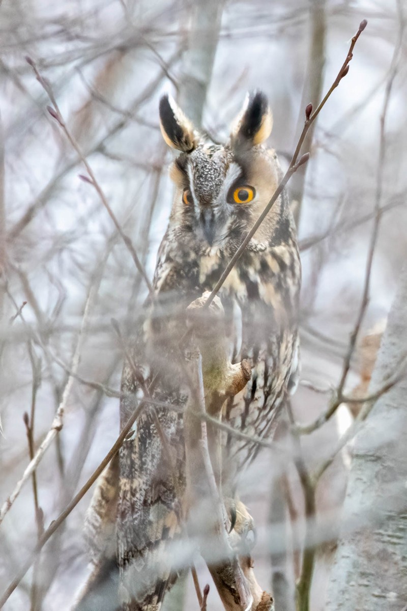 Long-eared Owl - ML511796001