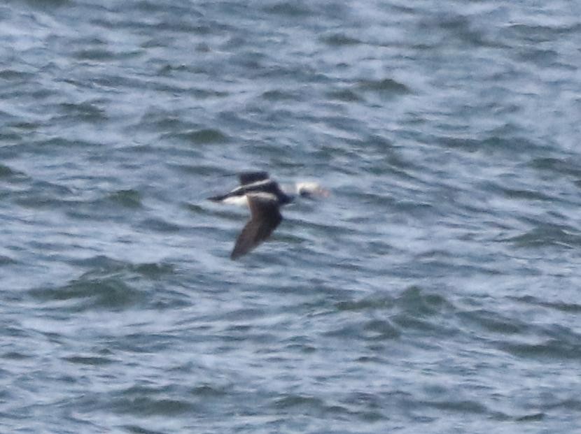 Long-tailed Duck - ML511796541