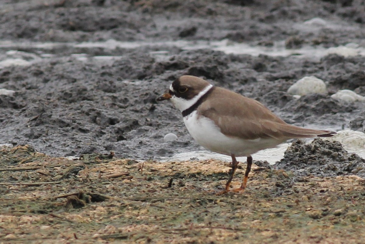 Semipalmated Plover - Margaret Viens