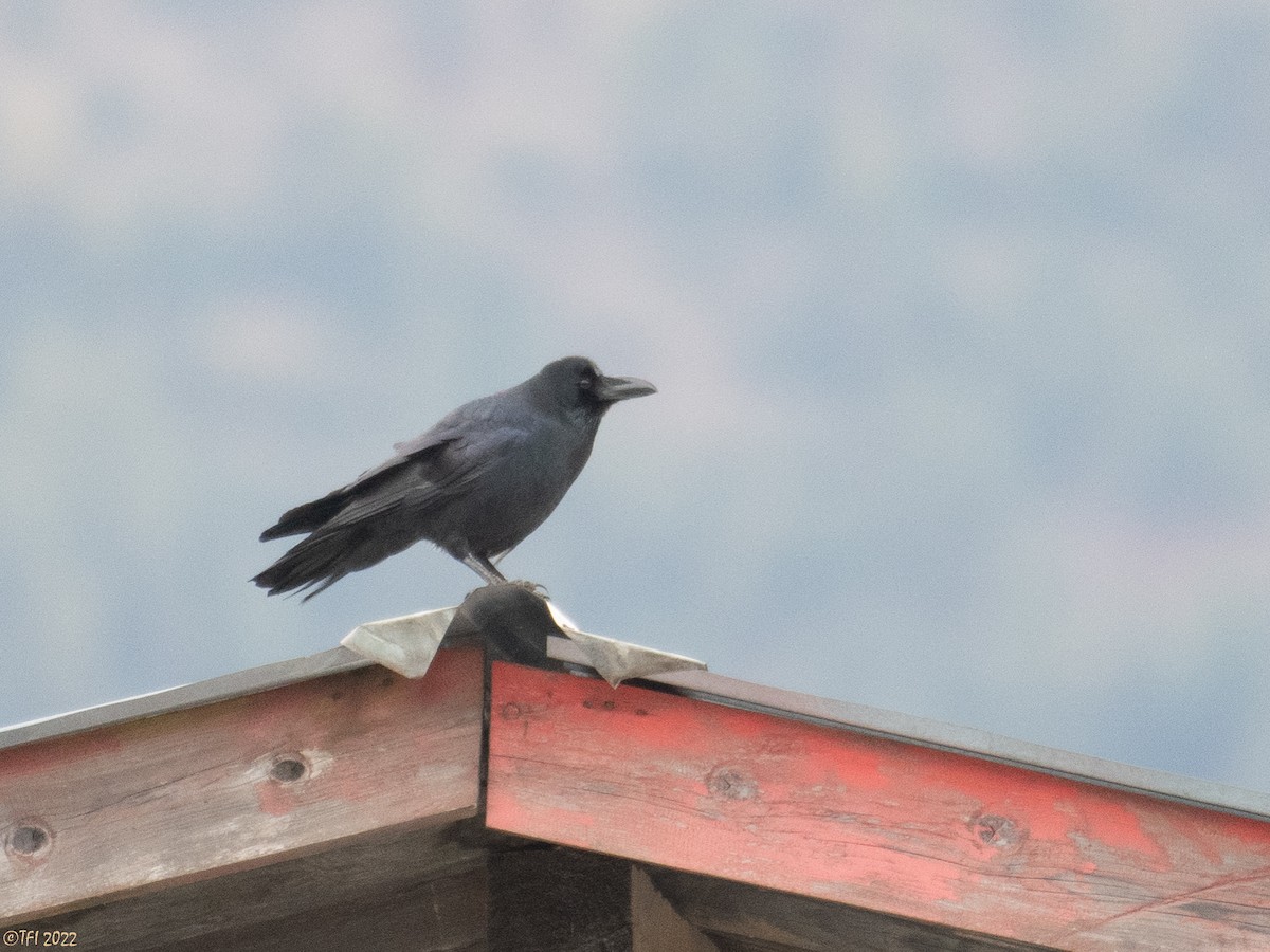 Large-billed Crow - ML511812171