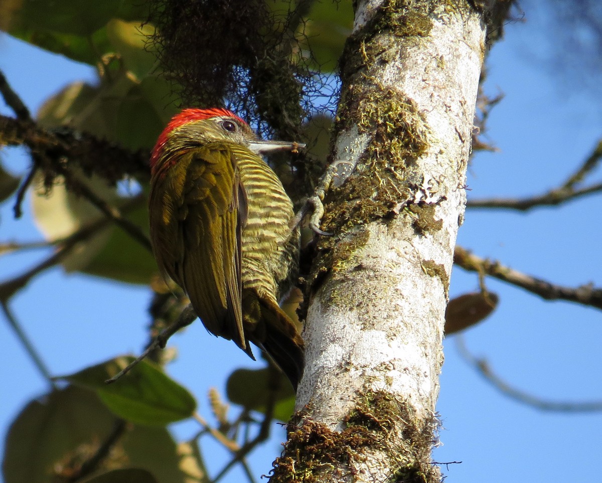 Bar-bellied Woodpecker - ML511813701