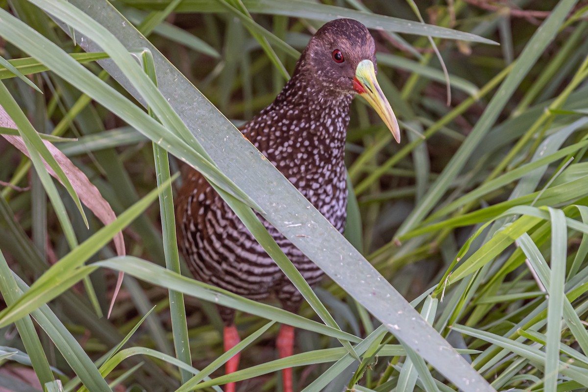 Spotted Rail - ML511817261