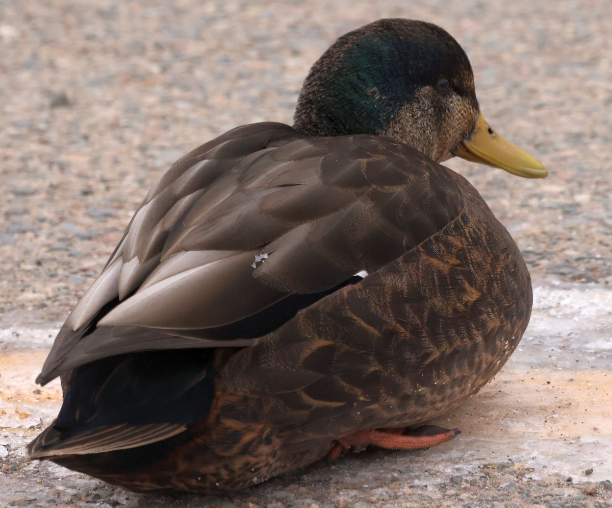 Mallard x American Black Duck (hybrid) - ML511818481