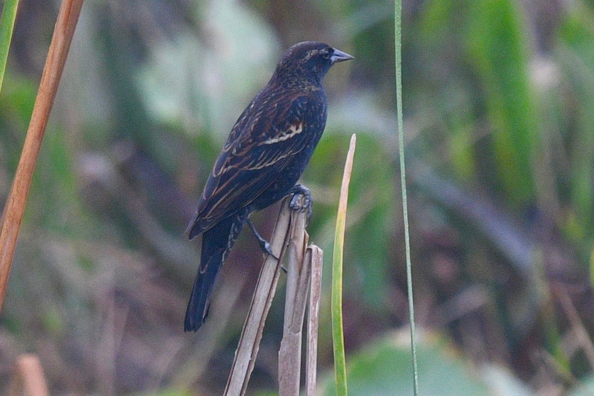 Red-winged Blackbird - barbara segal