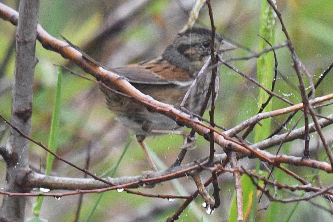 Swamp Sparrow - barbara segal