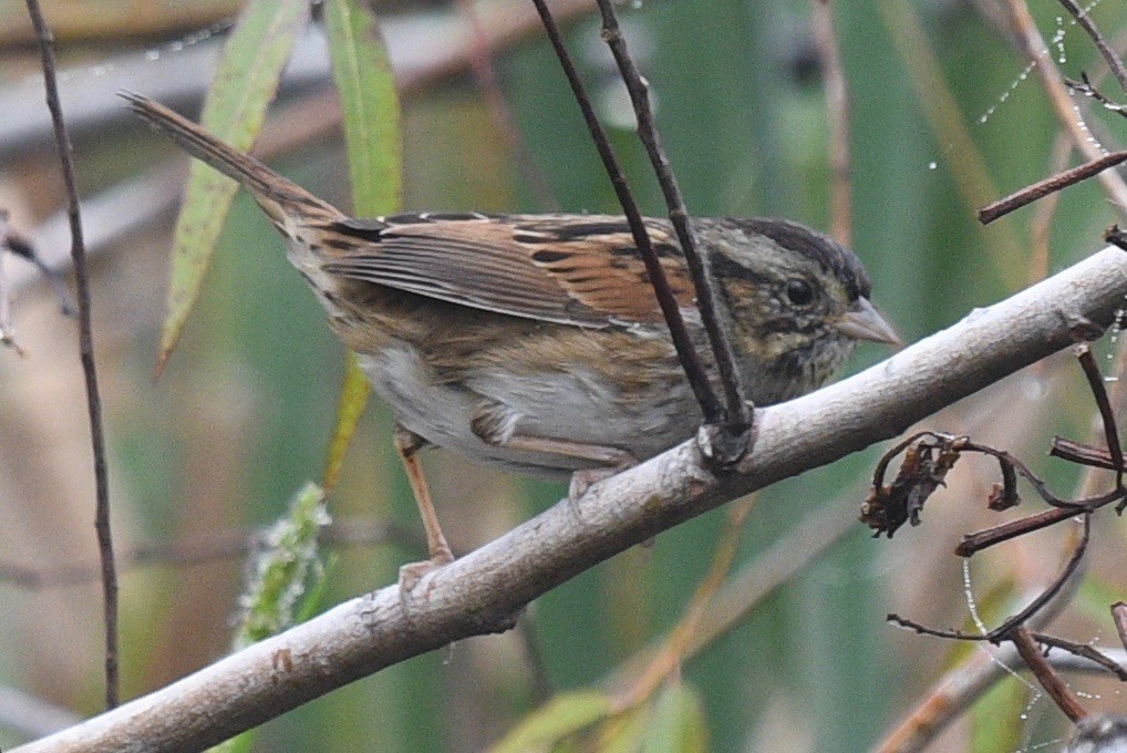 Swamp Sparrow - ML511819081