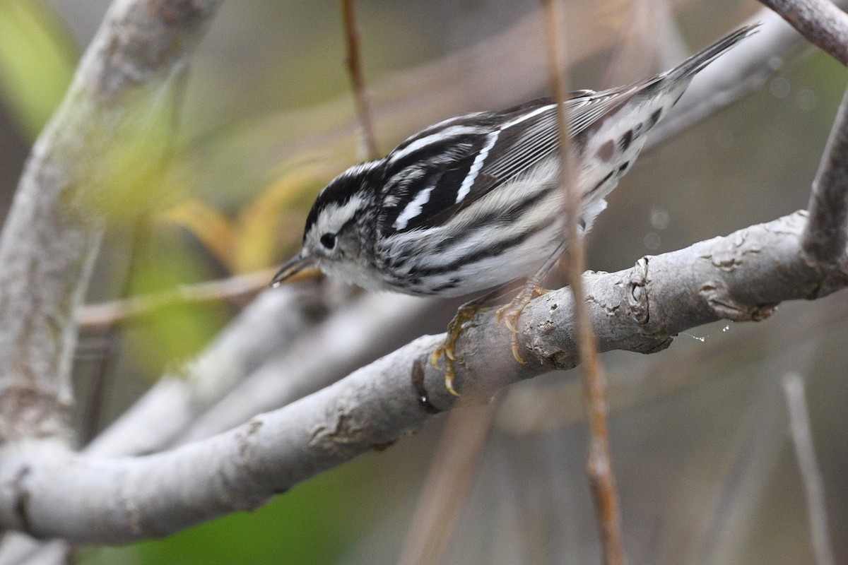 Black-and-white Warbler - barbara segal