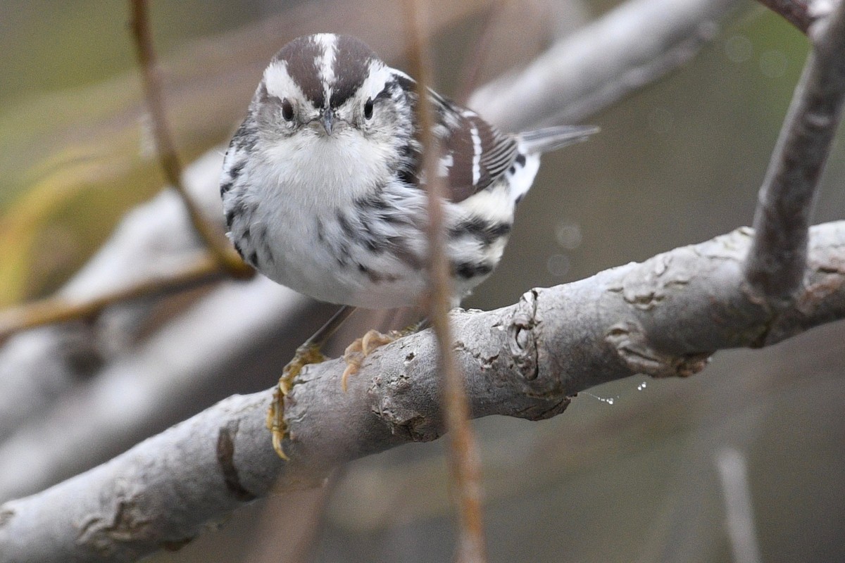 Black-and-white Warbler - ML511819951