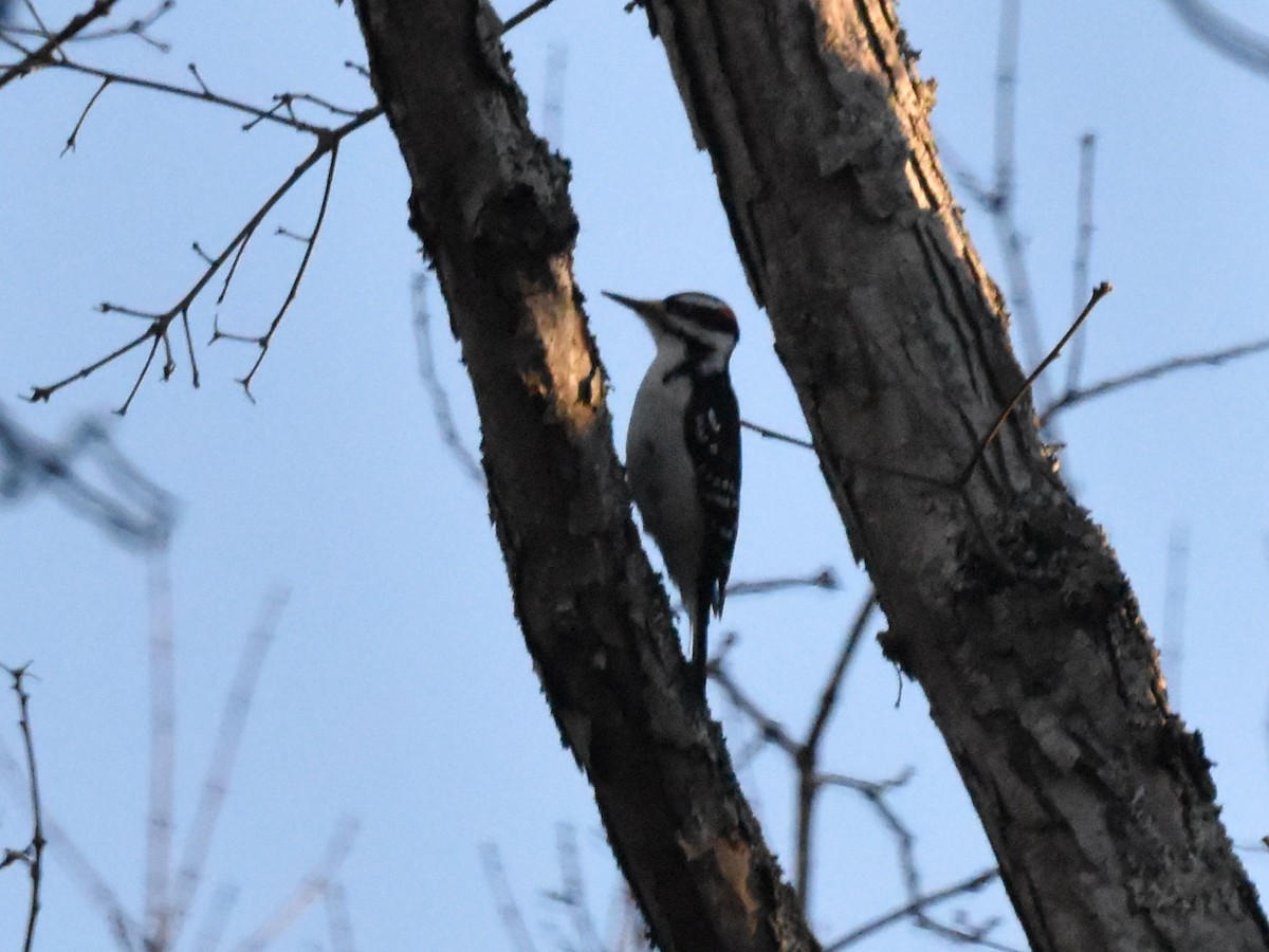 Hairy Woodpecker - ML511824021