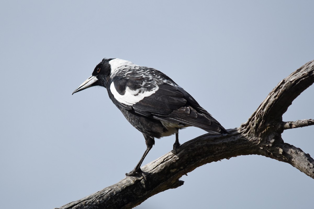 Australian Magpie - Geoffrey Groom