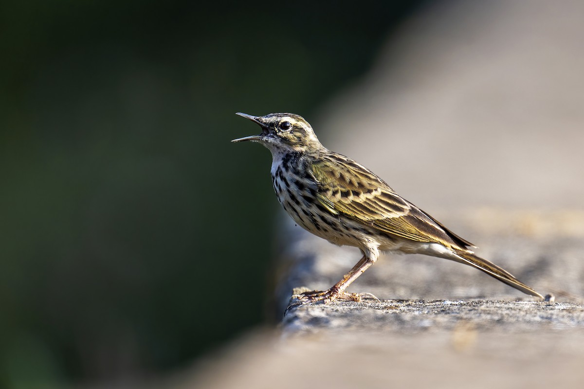 Rosy Pipit - ML511826651