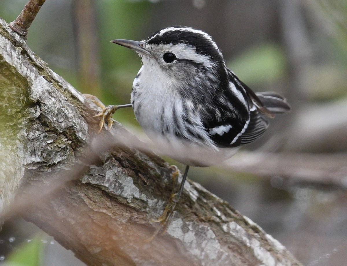 Black-and-white Warbler - ML511827601