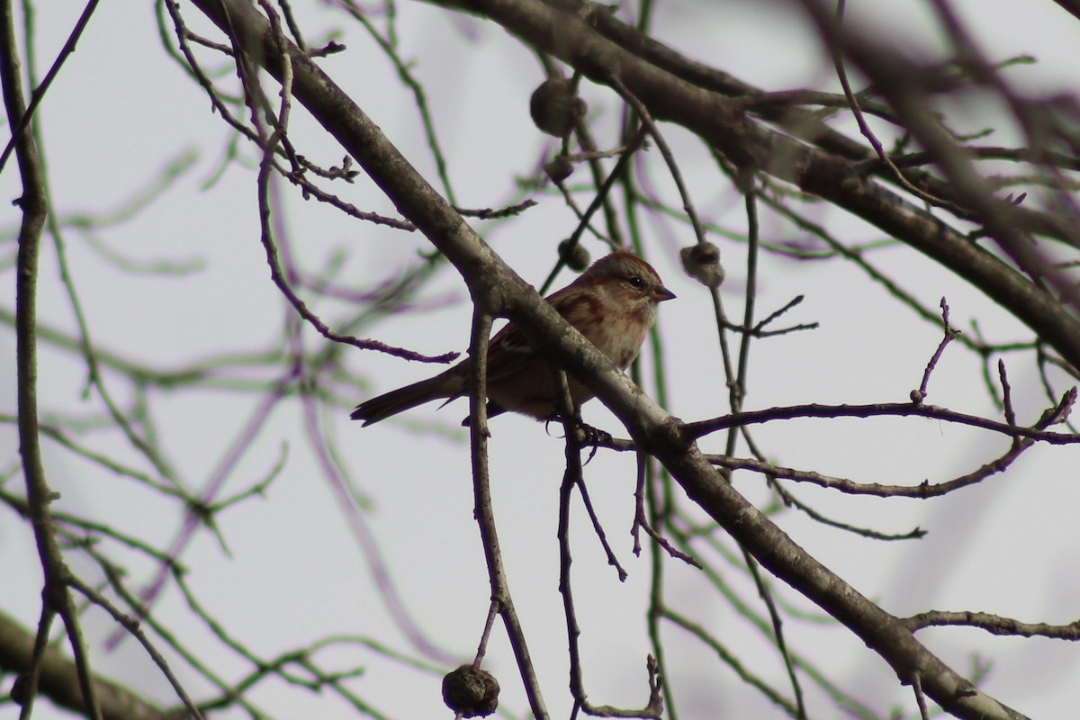 American Tree Sparrow - ML511831481