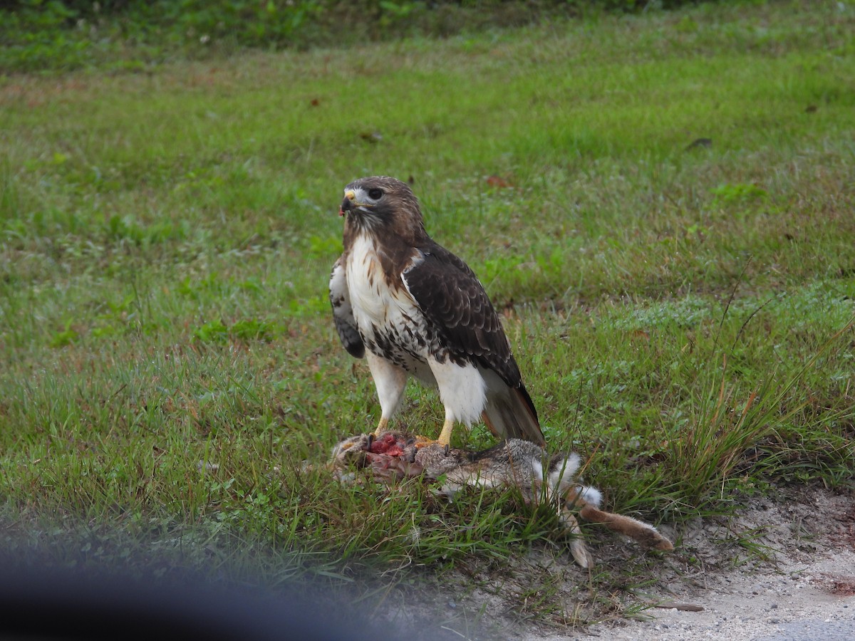 Red-tailed Hawk (umbrinus) - ML511834441