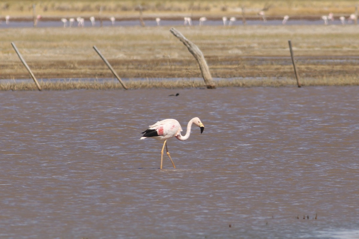 Andean Flamingo - ML511841641