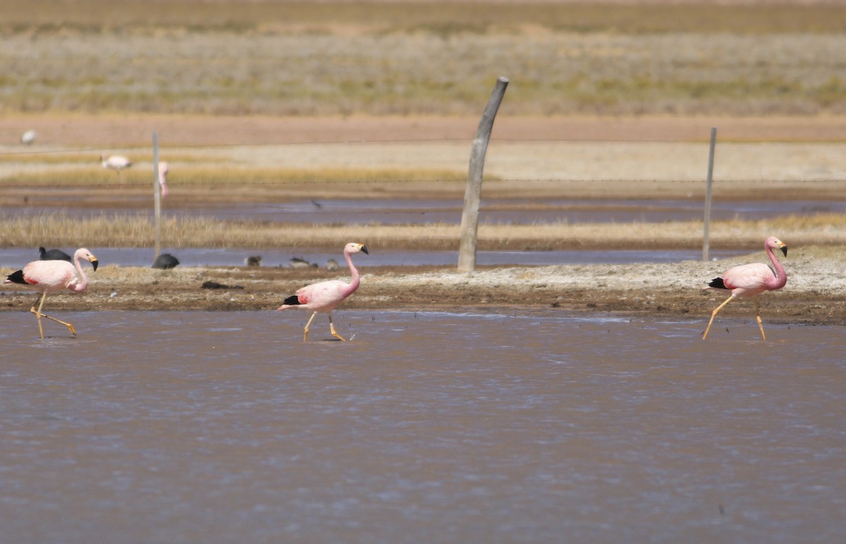 Andean Flamingo - ML511841721