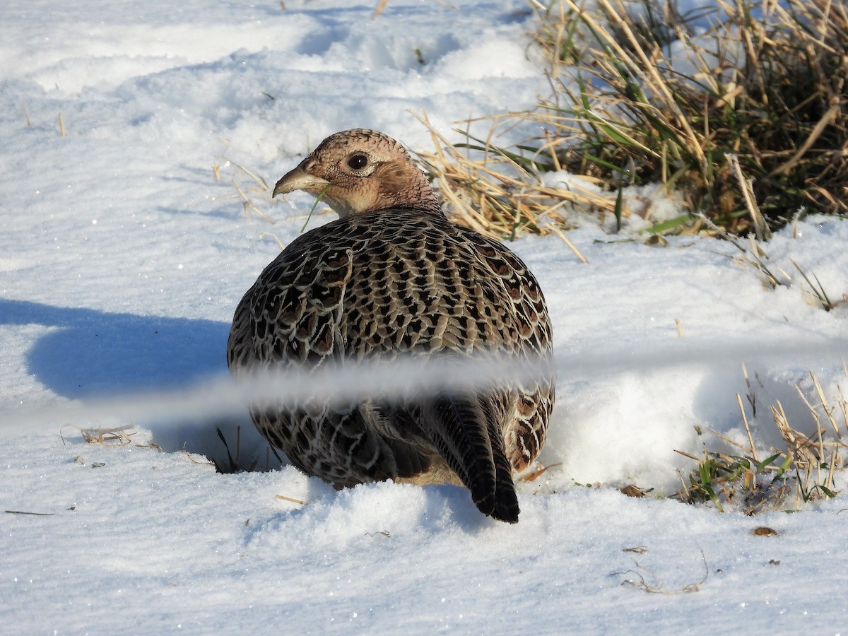 eBird Checklist 9 Dec 2022 SaxZim BogCorrection Line Rd. lek 2