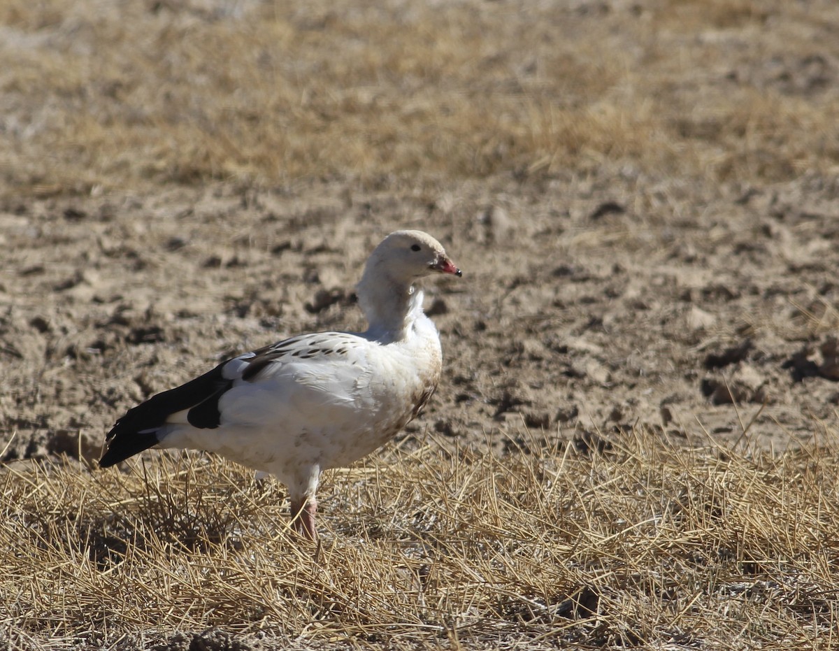 Andean Goose - ML511841831