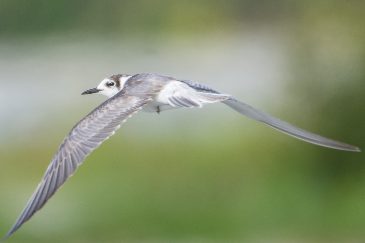 White-winged Tern - ML511842401