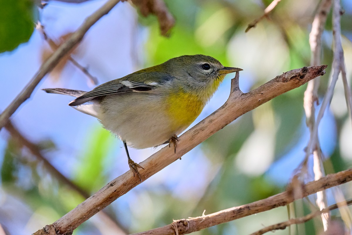 eBird Checklist 10 Dec 2022 Riparian Preserve at Gilbert Water