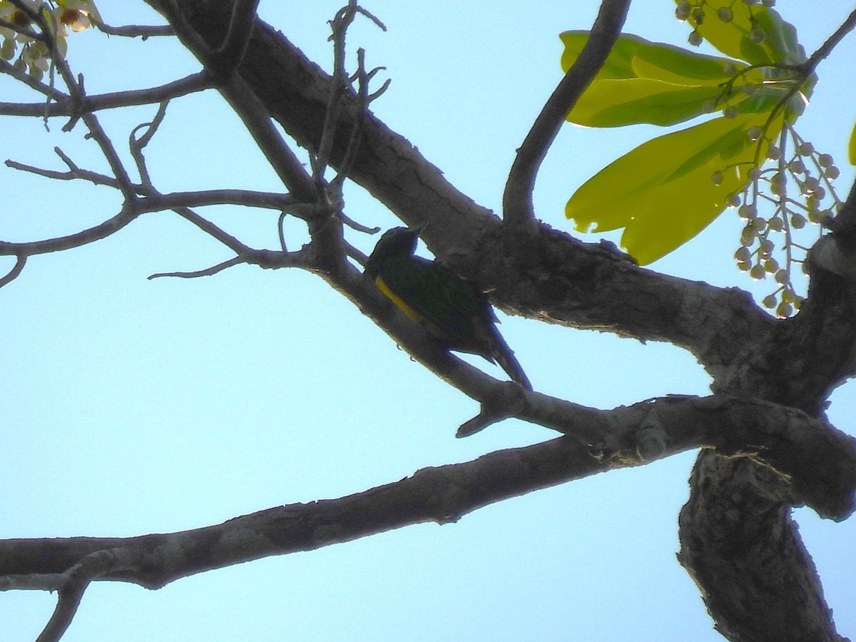 African Emerald Cuckoo - ML511846111