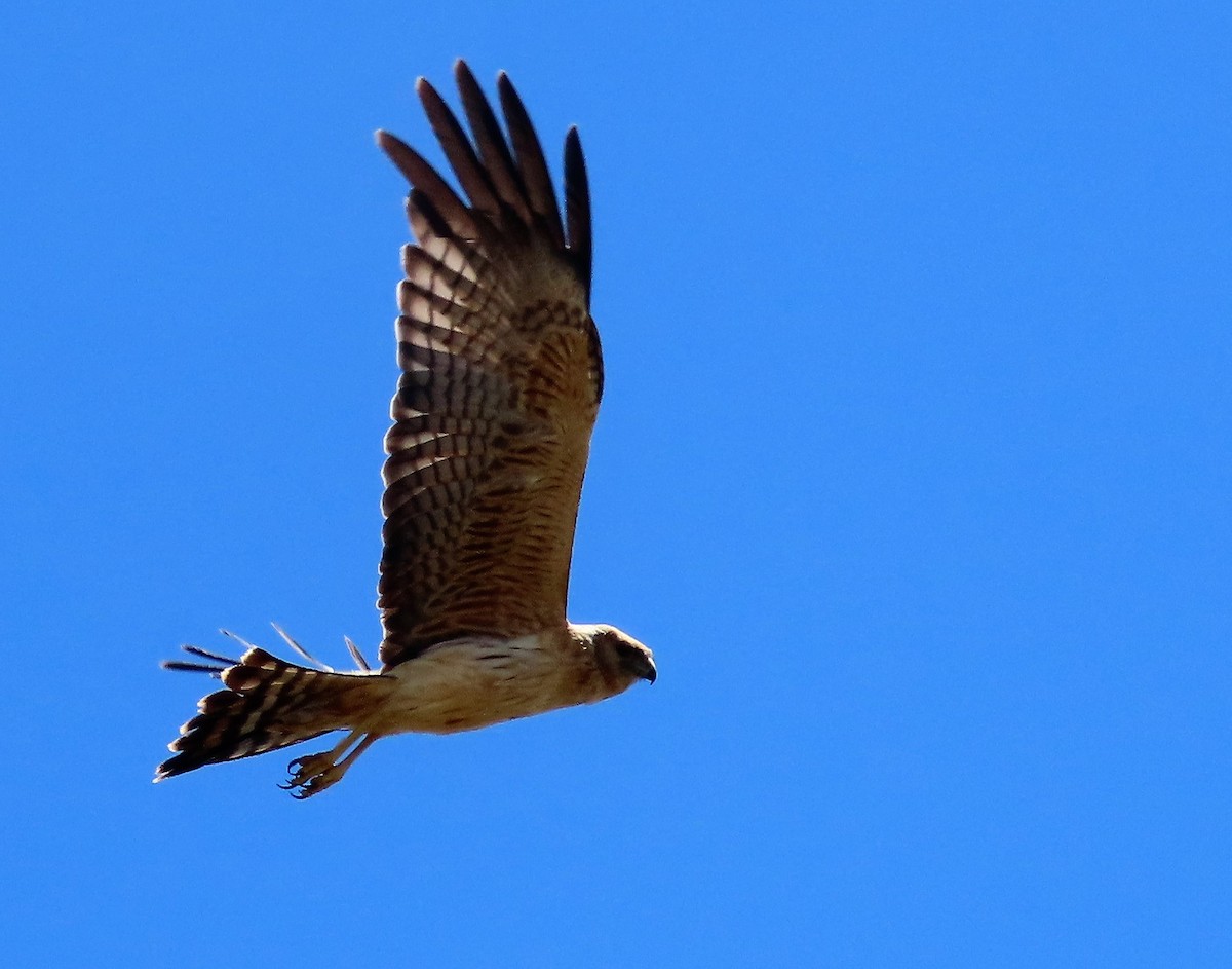 Spotted Harrier - ML511847981