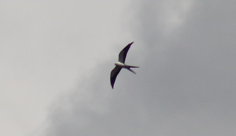 Swallow-tailed Kite - ML51185411