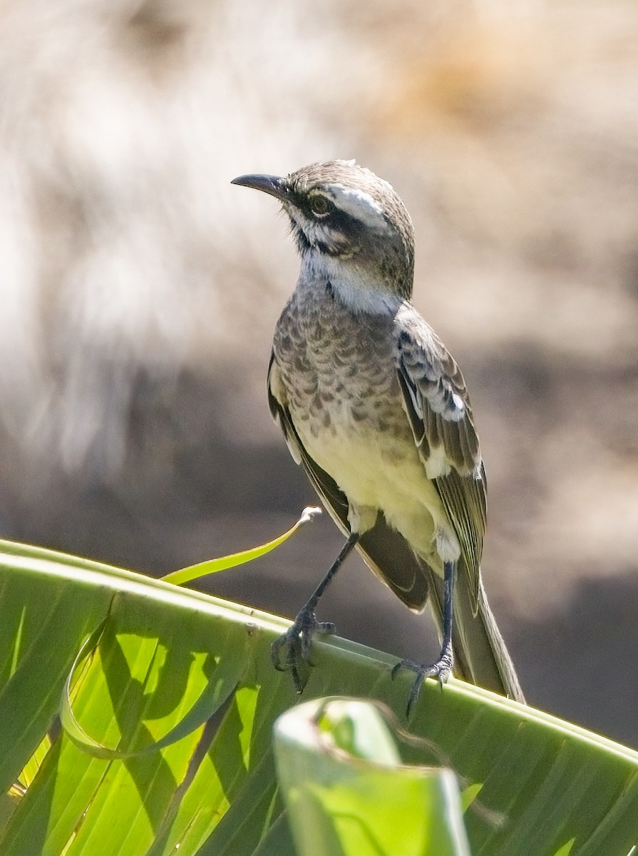 Long-tailed Mockingbird - ML511855331