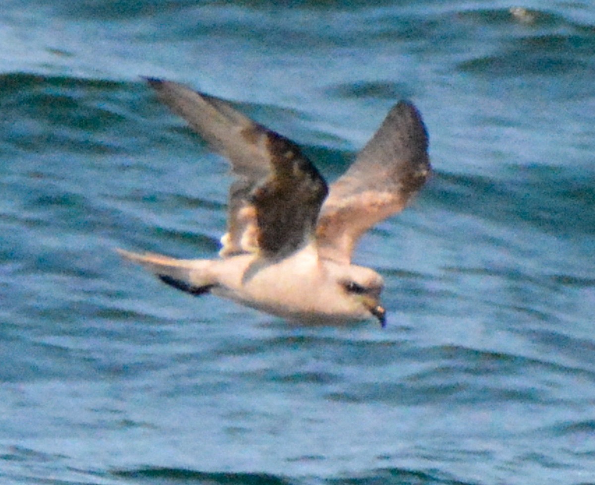 Fork-tailed Storm-Petrel - ML511856861