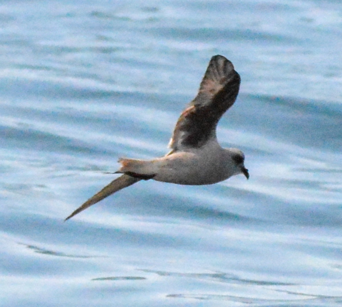 Fork-tailed Storm-Petrel - ML511856871