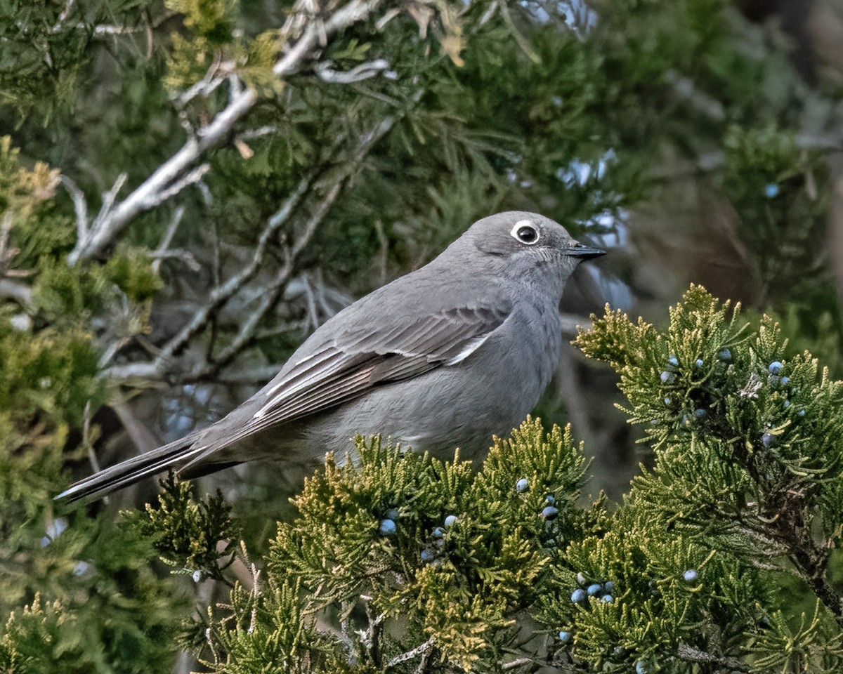 Townsend's Solitaire - Mike Krampitz