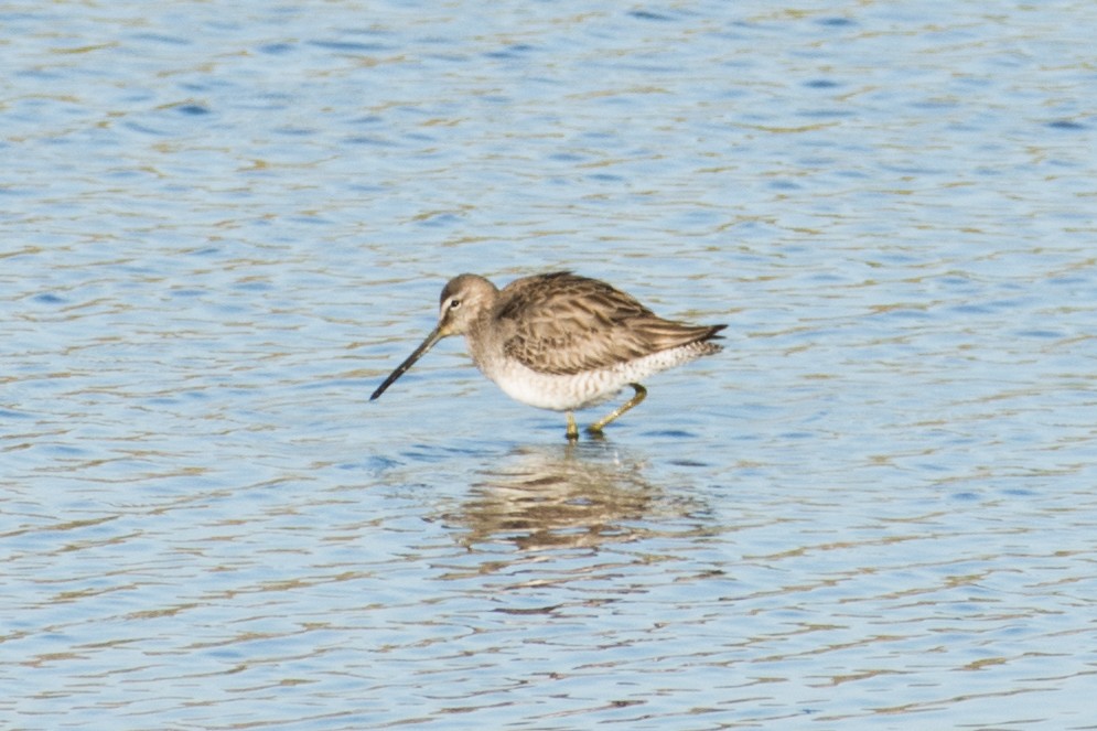 Long-billed Dowitcher - T I