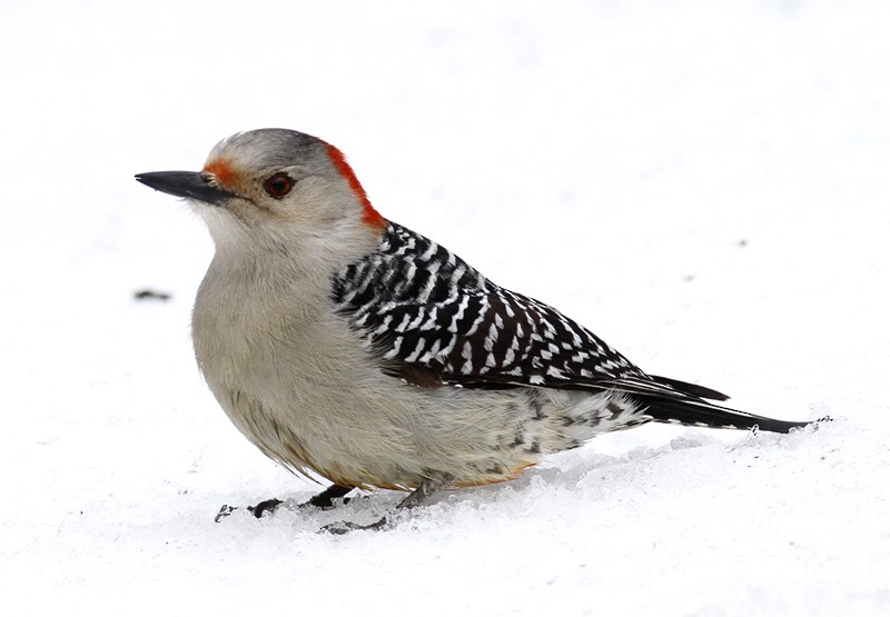 Red-bellied Woodpecker - Bill Hubick