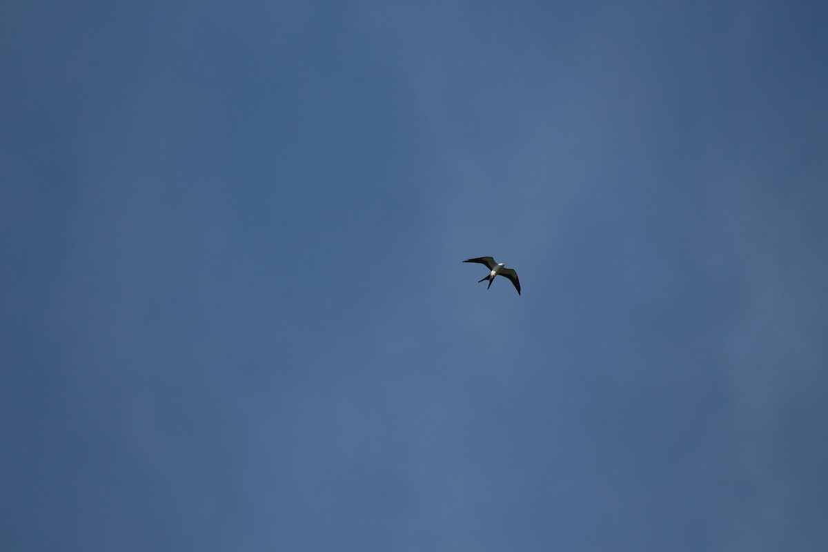 Swallow-tailed Kite - ML511860671