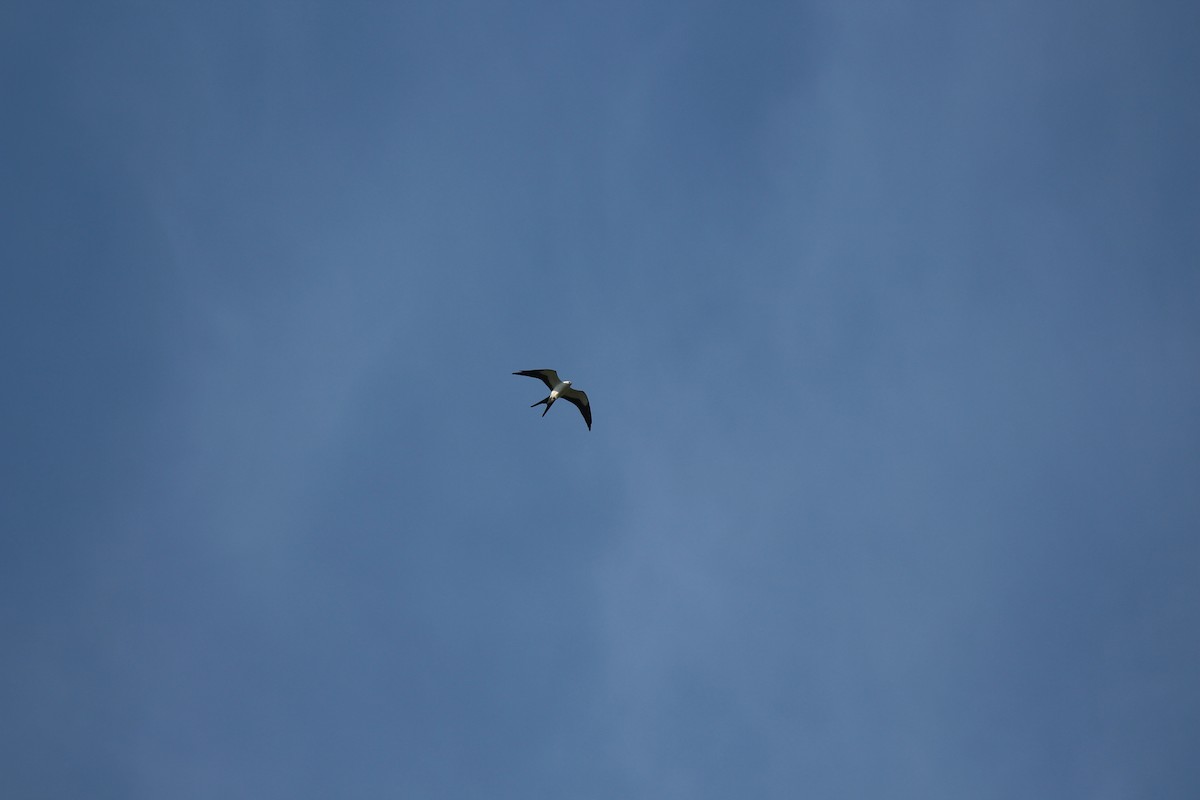 Swallow-tailed Kite - Lauri Mattle