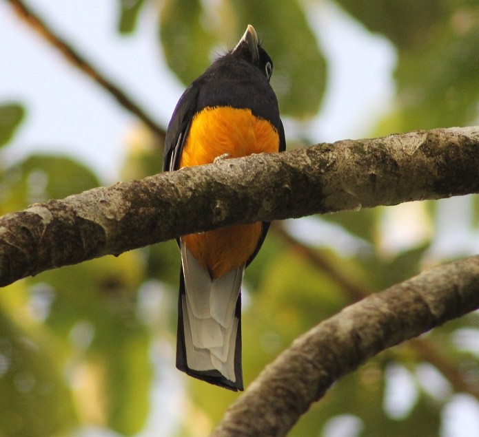 White-tailed Trogon - Suzanne Cholette