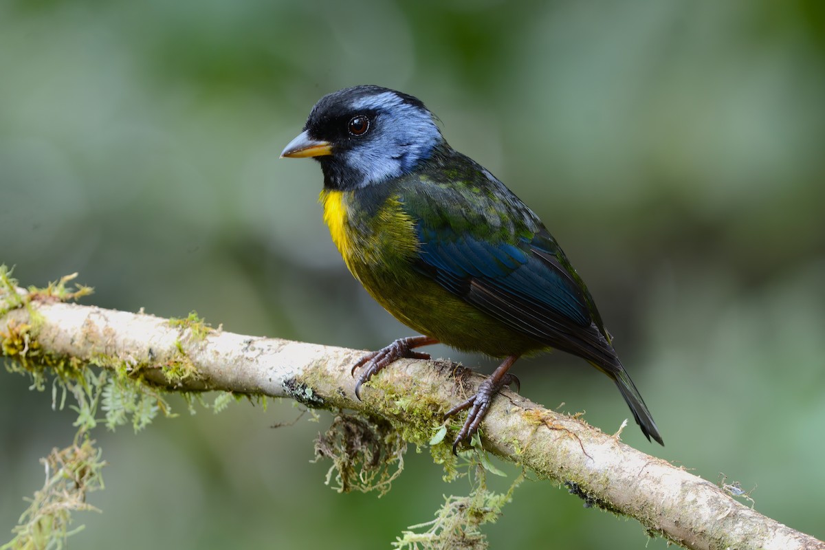Moss-backed Tanager - David Hollie