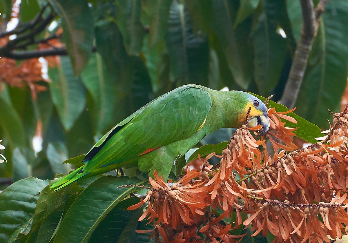Orange-winged Parrot - Andrew Haffenden