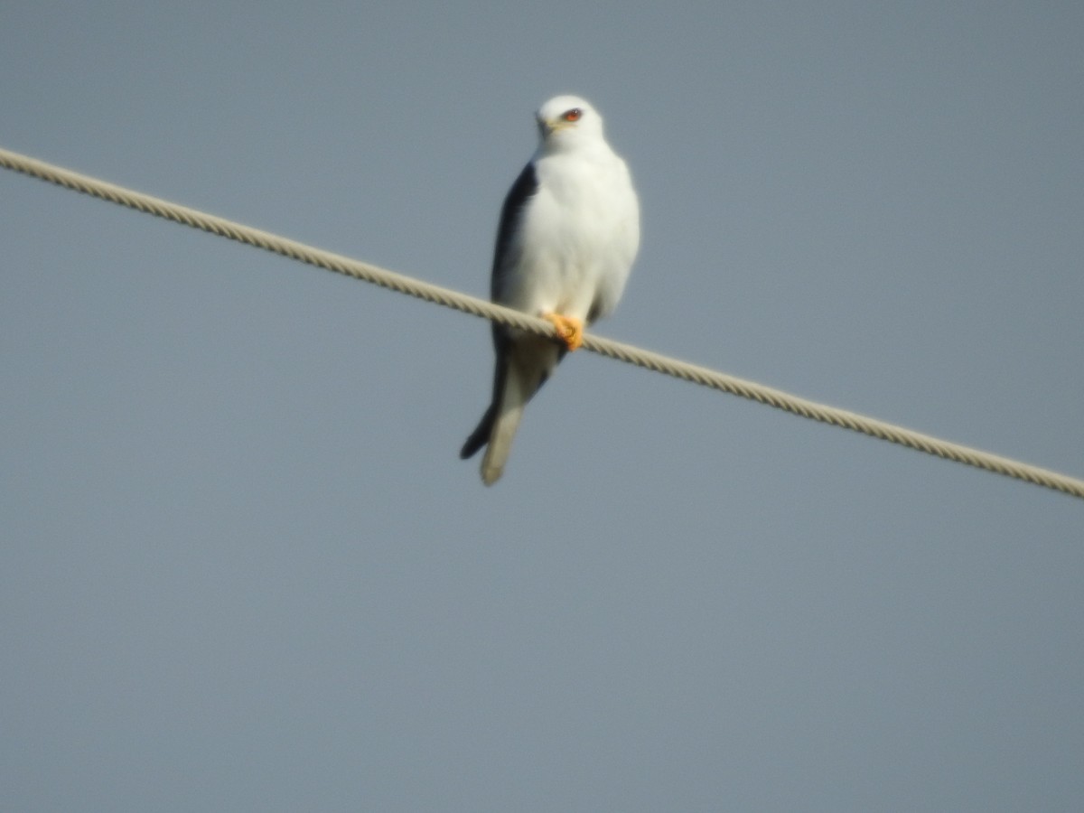 White-tailed Kite - ML511879381
