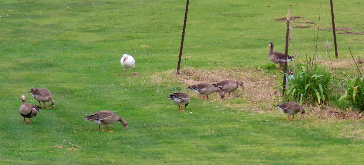 Greater White-fronted Goose - ML511887711