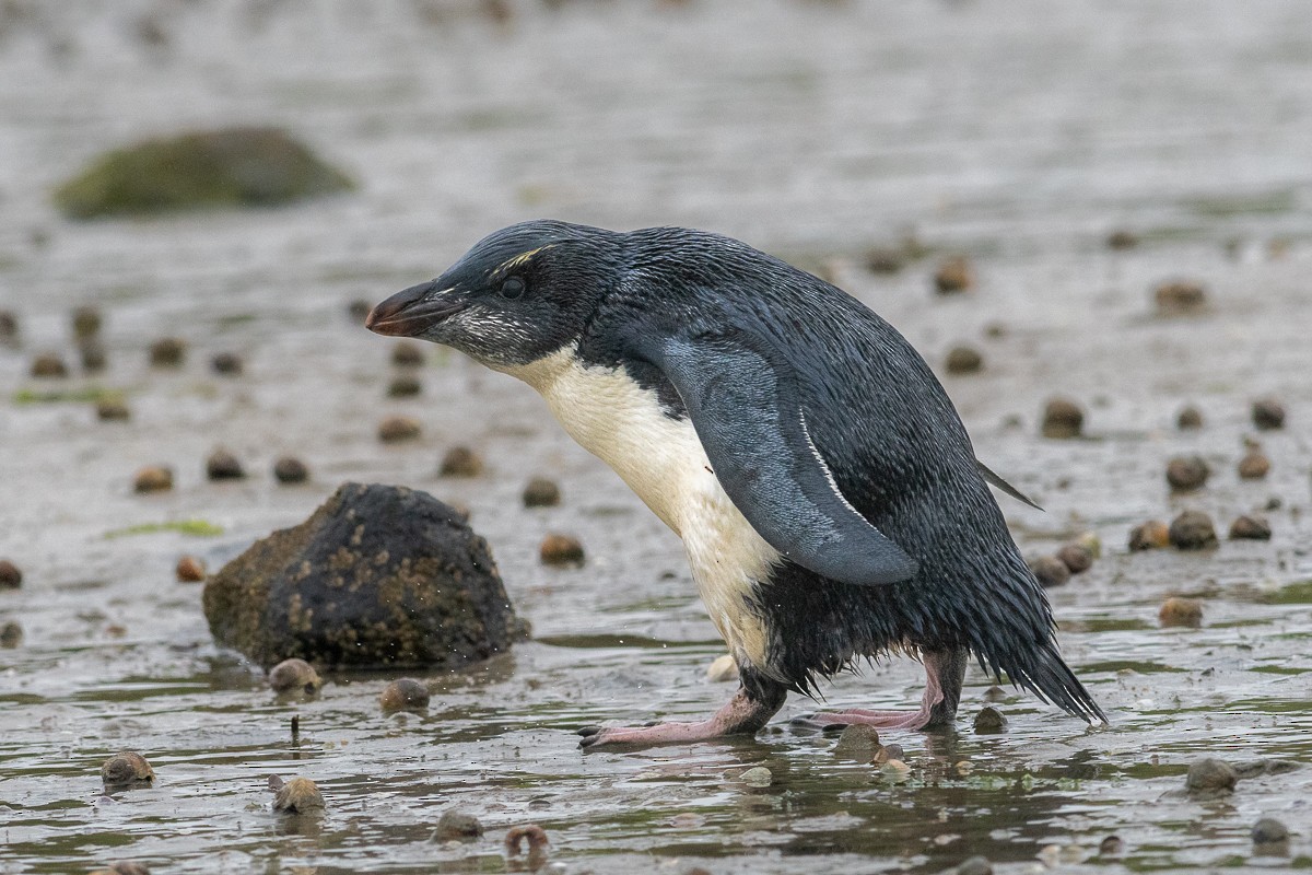 Fiordland Penguin - P Lloyd Blakie
