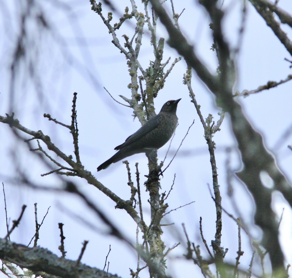 eBird Checklist 10 Dec 2022 Shallow Ford road, Temple 40 species