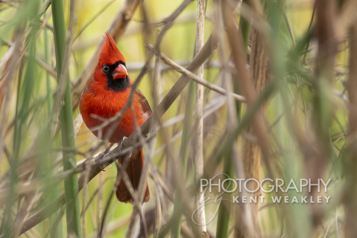 Northern Cardinal (Common) - Kent Weakley